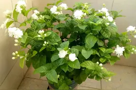 茉莉花界的“王子”—菊花茉莉，重瓣大花，浓香四溢，你值得拥有图片