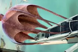 人类可能放个屁就能杀死一条生命，这世界上还有比人类更危险的吗视频封面