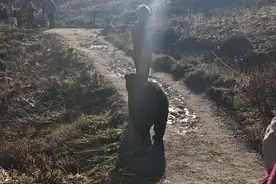 惊心动魄！美一家人徒步时遇野熊，站定不动免受攻击图片