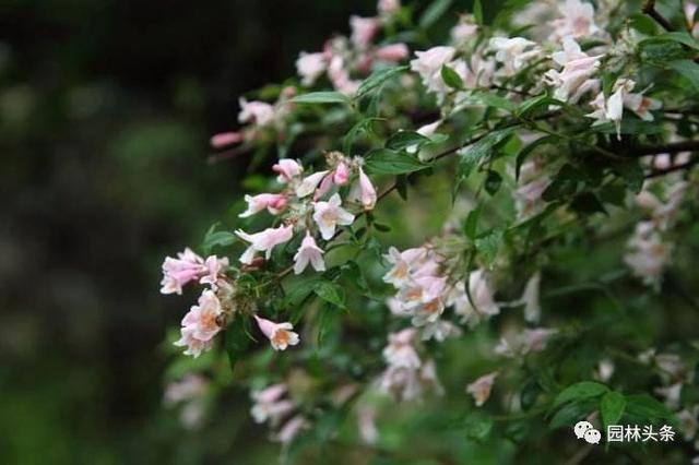 雄安新区街道绿化，重点应用这些树种