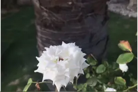 崇武西沙湾和惠女风情园图片