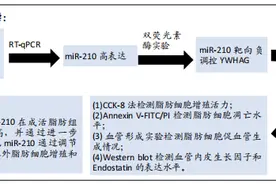 miR-210/YWHAG分子轴与自体脂肪移植后促进脂肪细胞增殖及血管形成图片