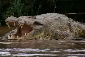 传奇巨鳄古斯塔夫：传闻伤害300多人，子弹打不伤，下落成谜图片