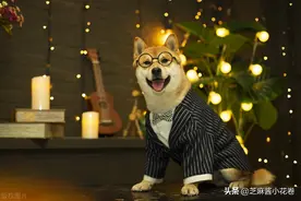 揭开网红狗狗们的真实面目图片