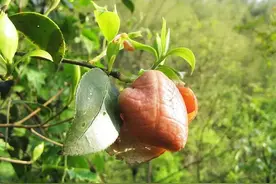 被病菌感染后发生异变，长出肥肥的茶苞，人类却把它当成美食图片