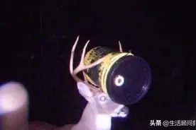 森林里隐藏式摄像头捕获的12张奇特的照片，你见过没有？图片