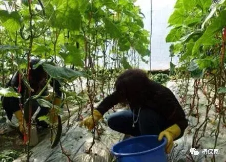 根部病害必须要灌根！但是这样灌根不仅没效果还有药害