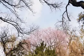 15.67万平方公里的花开烂漫｜盘点山西11地市早春赏花好去处！图片