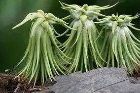 4种两栖花，不用土养的更棒，喷点水就花开满树丫图片