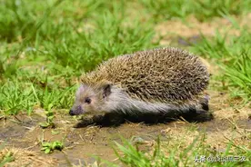 全身都是刺，最爱吃白蚁，一觉能睡半年，却被当补品快吃光了图片