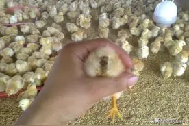 鸡苗糊肛，拉白痢问题多？成活率低，用它通通帮你解决图片