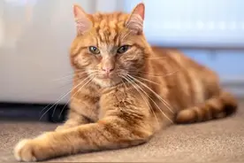 被我送人的猫，竟然步行65公里又回家了…图片