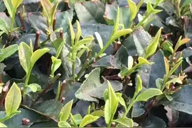 南方茶和崂山茶放在一起你会辨别吗？图片