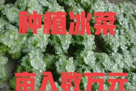 你没见过的贵族蔬菜—冰菜，种植前景非常不错，值得推荐图片