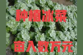 你没见过的贵族蔬菜—冰菜，种植前景非常不错，值得推荐图片
