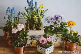 空间狭小的房间寝室就养这10种植物，好看又有趣图片