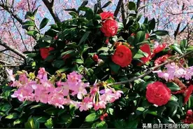 樱花独自开，静静待君来！湖南省常宁市百万樱花园里美如画！图片