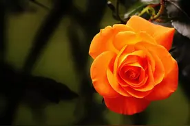 从这三方面培养你的权威身份图片