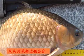 野生鲫鱼能长到半米长？北方钓友无人区钓起5.2斤野生大板鲫图片
