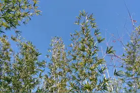 53岁男人和28岁女人为爱住进深山，过着世外桃源的生活图片