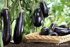 菜园种茄子，正确打枝是重点，抓住这4点，茄子长得旺还高产图片