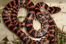 北方没蛇？看看河南有多少种蛇，又有哪些是剧毒蛇类？图片