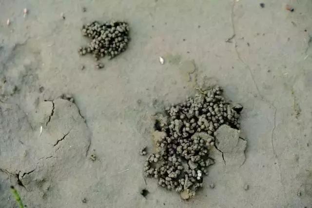 蚯蚓粪确实牛逼，不信你看？