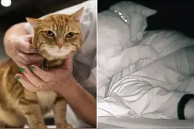 凌晨3点，一女子被自家猫暴揍4个小时，这谁受得了图片