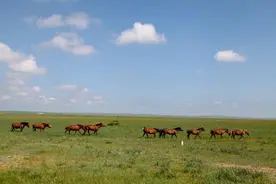 王昭君和单于生活过的地方，草原上长着一种野草，连牛羊也离不了图片