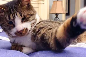 辟谣，猫咪喂生鸡蛋更好？需知生吃不利于消化，还会加剧肝脏负担图片