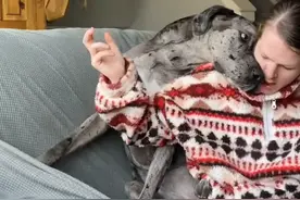 巨型犬在外勇猛威武，一剪指甲立刻怂了：主人你爱我吗？图片