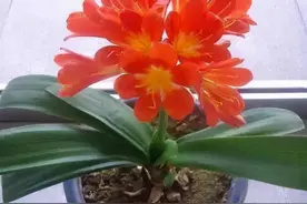 张大爷去年秋天买的君子兰，今年就开花了，邻居都来讨教经验图片