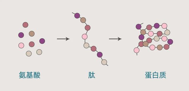 鑳跺師铔嬬櫧绌剁珶鏄€滄櫤鍟嗙◣鈥濊繕鏄編瀹瑰湥鍝侊紵鎴戜滑鐢ㄦ渶鏉冨▉鐨勮瘉鎹璇? onerror=