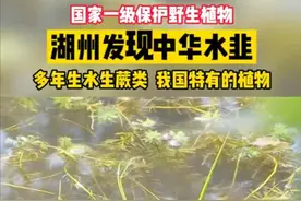罕见！浙江湖州发现国家一级保护植物中华水韭 为何大规模出现？图片