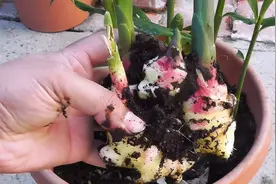 阳台也能种生姜，简单易学不花钱图片