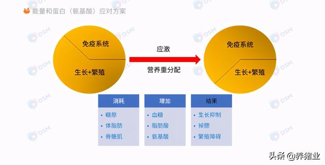 李曼大会听课笔记连载（二）（母猪营养、生长速度、应激、无抗）