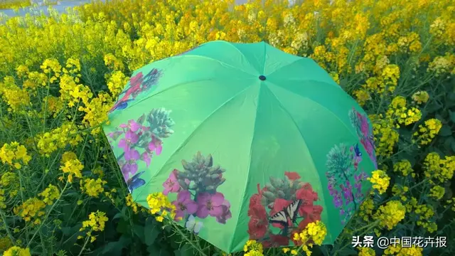 北国杏花初绽，江南已是油菜花漫山，“可甜可盐”的彩色油菜花，爱了！