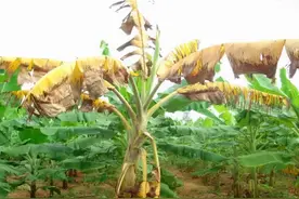 “香蕉癌症”袭来，中东、南非已大幅减产，现在的香蕉会灭绝吗？图片