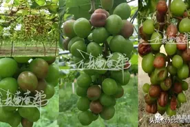 如何应对阳光玫瑰日灼、气灼的发生图片