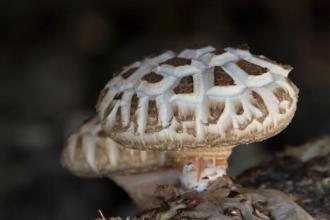 三十一种常见的菌类蘑菇图片