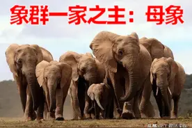云南北迁象群由谁担任首领？是有地位的母象，还是雄壮的公象？图片