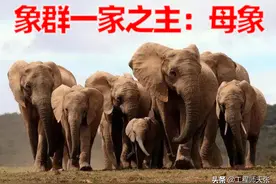 云南北迁象群由谁担任首领？是有地位的母象，还是雄壮的公象？图片