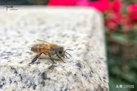 路遇一只“偷懒”的小蜜蜂图片