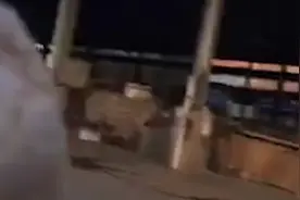 屡禁不止！广州一市场仍在偷卖野生动物 野生蛇150元一斤视频封面