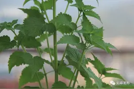 舌尖上的如皋•夏 | 初夏藿香绿，做成美味一片凉！图片