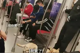 这只又爱睡，又馋嘴的警犬到底是怎么混上编制的呢图片