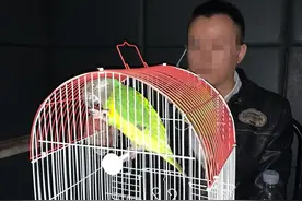 网上买只鹦鹉 民警找上门来图片