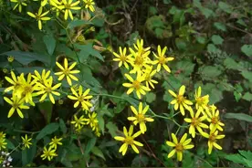 药证（三）之特效草药，分享你搜不到的干货图片