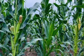 写给高一新生的一封信图片