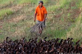 秋后的鸭子可以去稻田里“搞野”，农民反而很高兴，这是为啥？图片